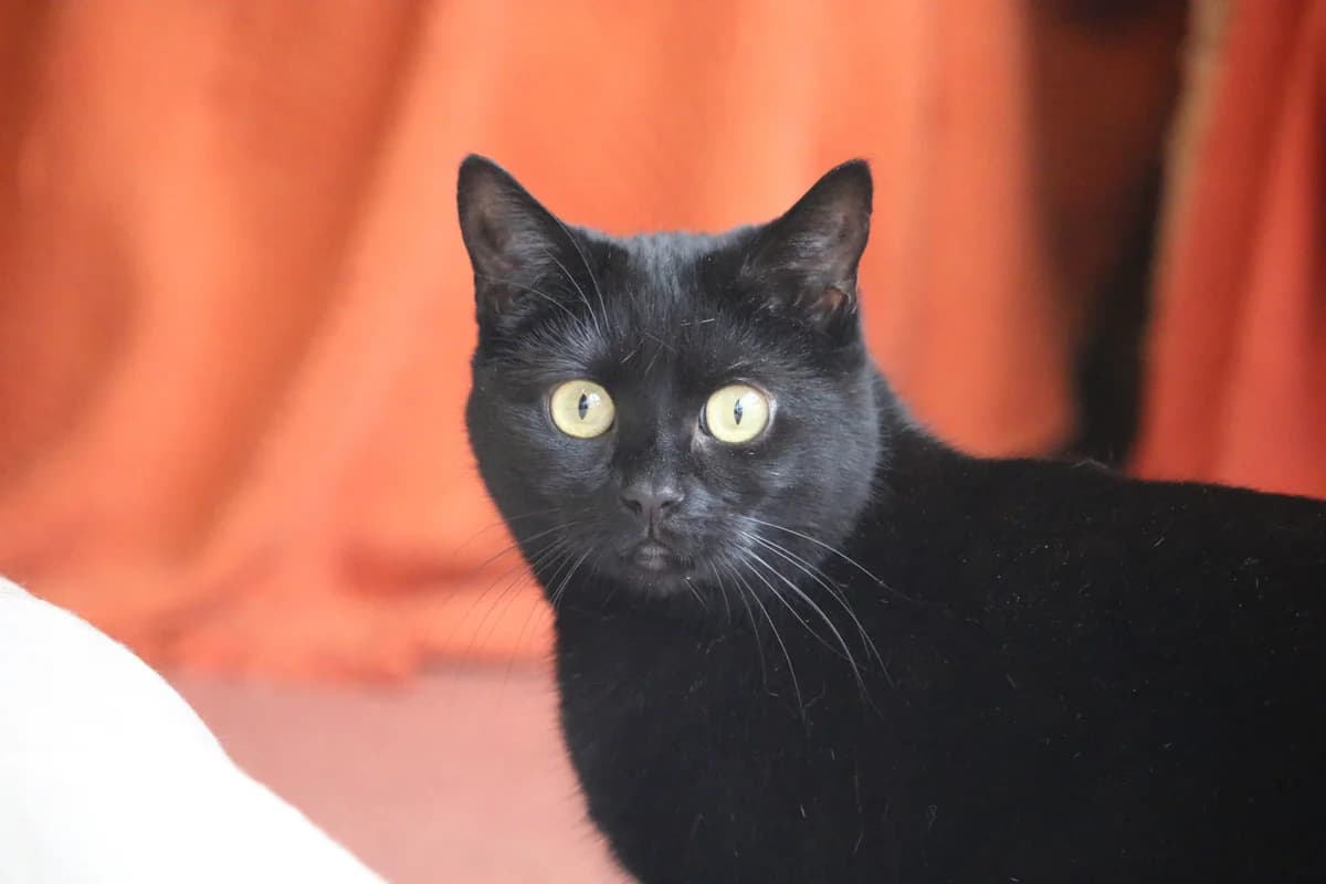Robyn, female Mixed Breed for adoption at Ashbourne & District Animal Welfare Society