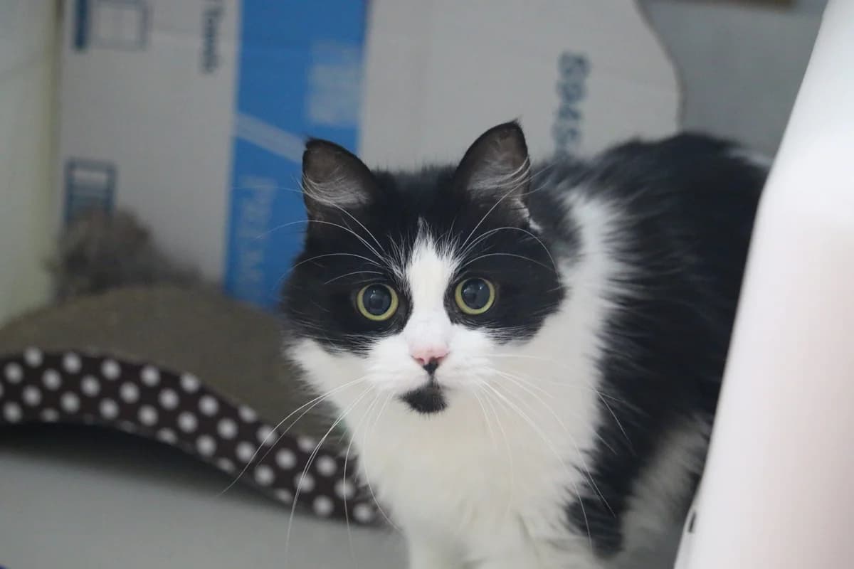 Scampi, female puppy Mixed Breed for adoption at Ashbourne & District Animal Welfare Society