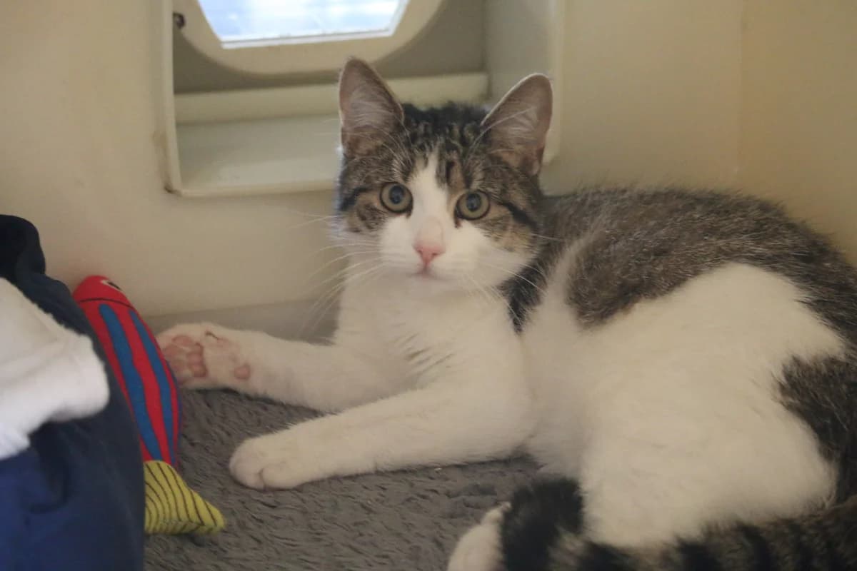 Sesame, female Mixed Breed for adoption at Ashbourne & District Animal Welfare Society