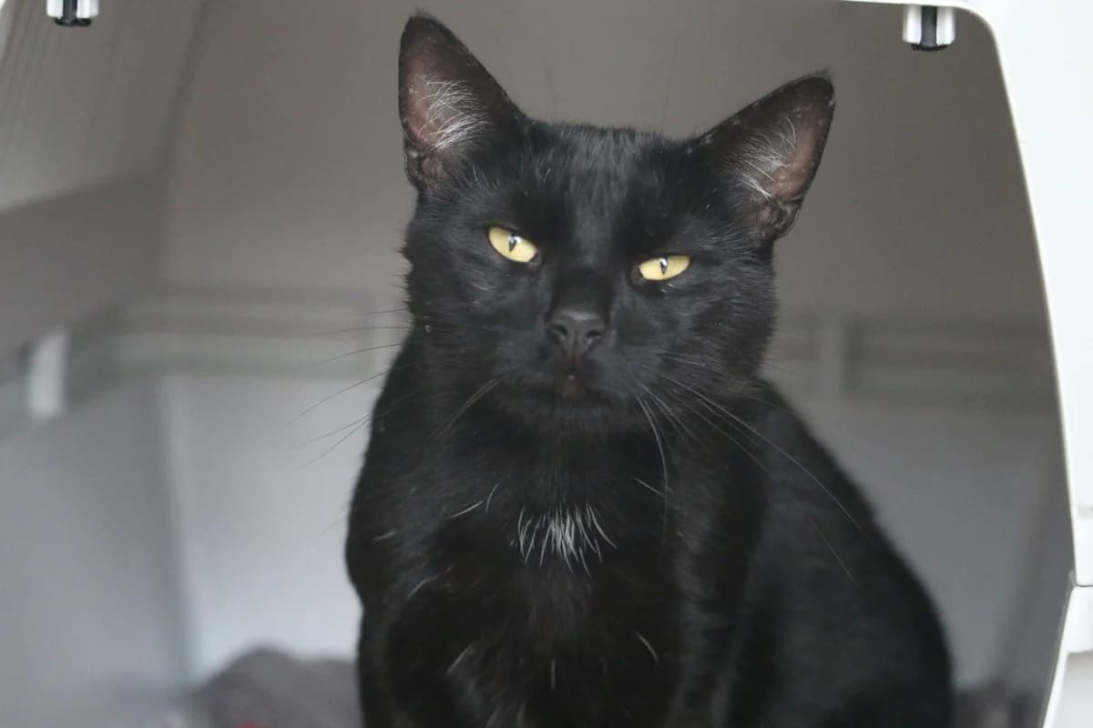 Sixtus, male young Mixed Breed for adoption at Ashbourne & District Animal Welfare Society