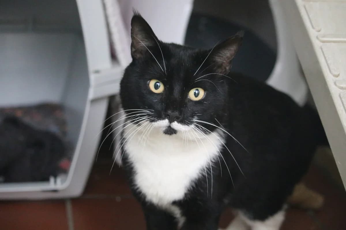 Sox, male Mixed Breed for adoption at Ashbourne & District Animal Welfare Society