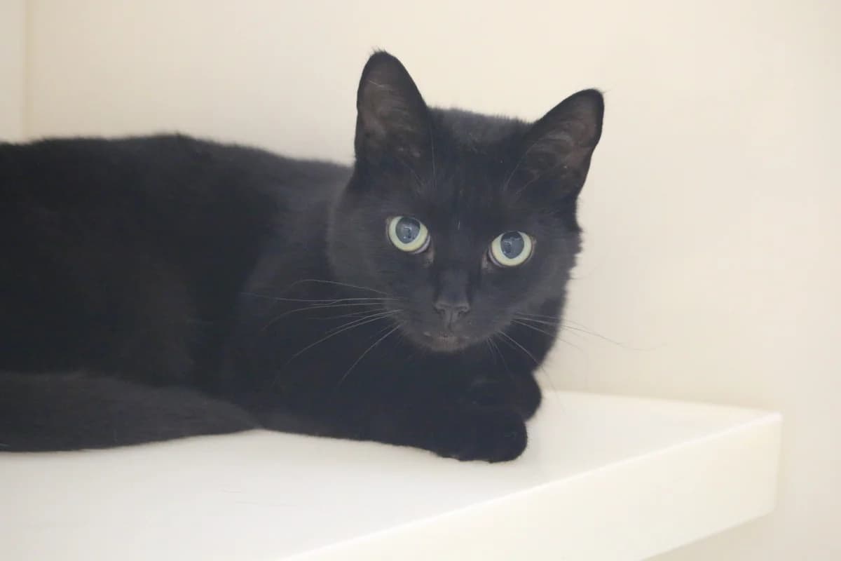 Sushi, female 4yo Mixed Breed for adoption at Ashbourne & District Animal Welfare Society