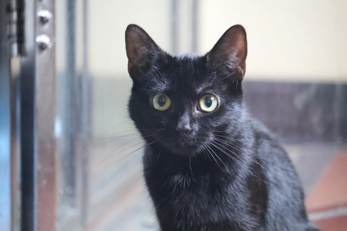 Tink, female Mixed Breed for adoption at Ashbourne & District Animal Welfare Society