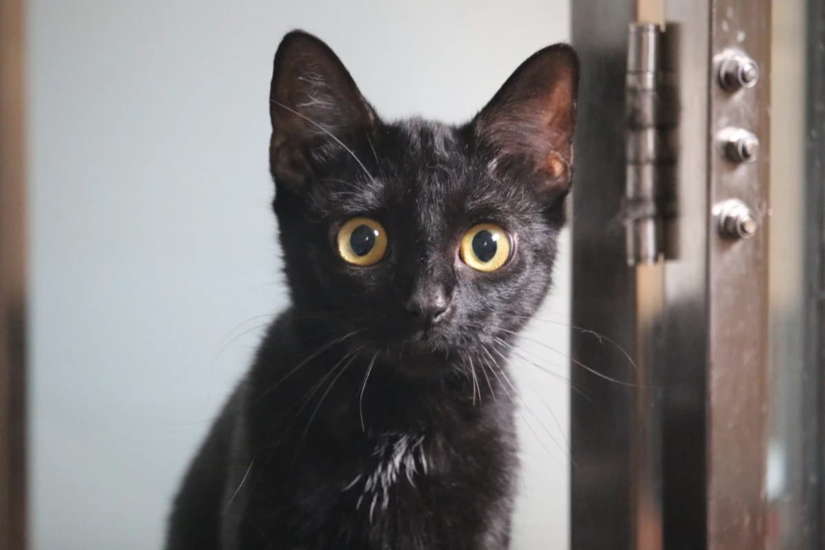 Titch, female Mixed Breed for adoption at Ashbourne & District Animal Welfare Society