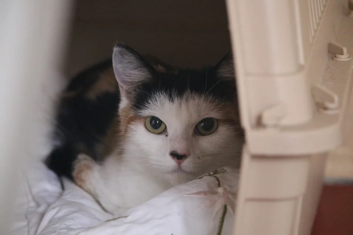 Zoe, female Mixed Breed for adoption at Ashbourne & District Animal Welfare Society