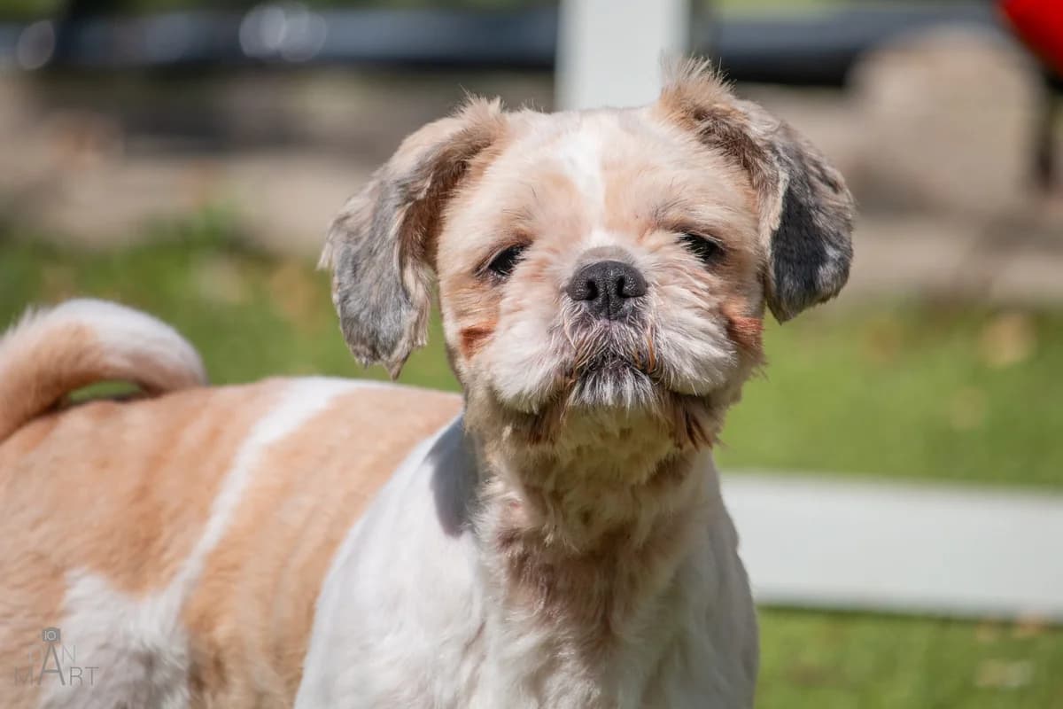 Betsy, female 5yo Mixed Breed for adoption at Ashbourne & District Animal Welfare Society