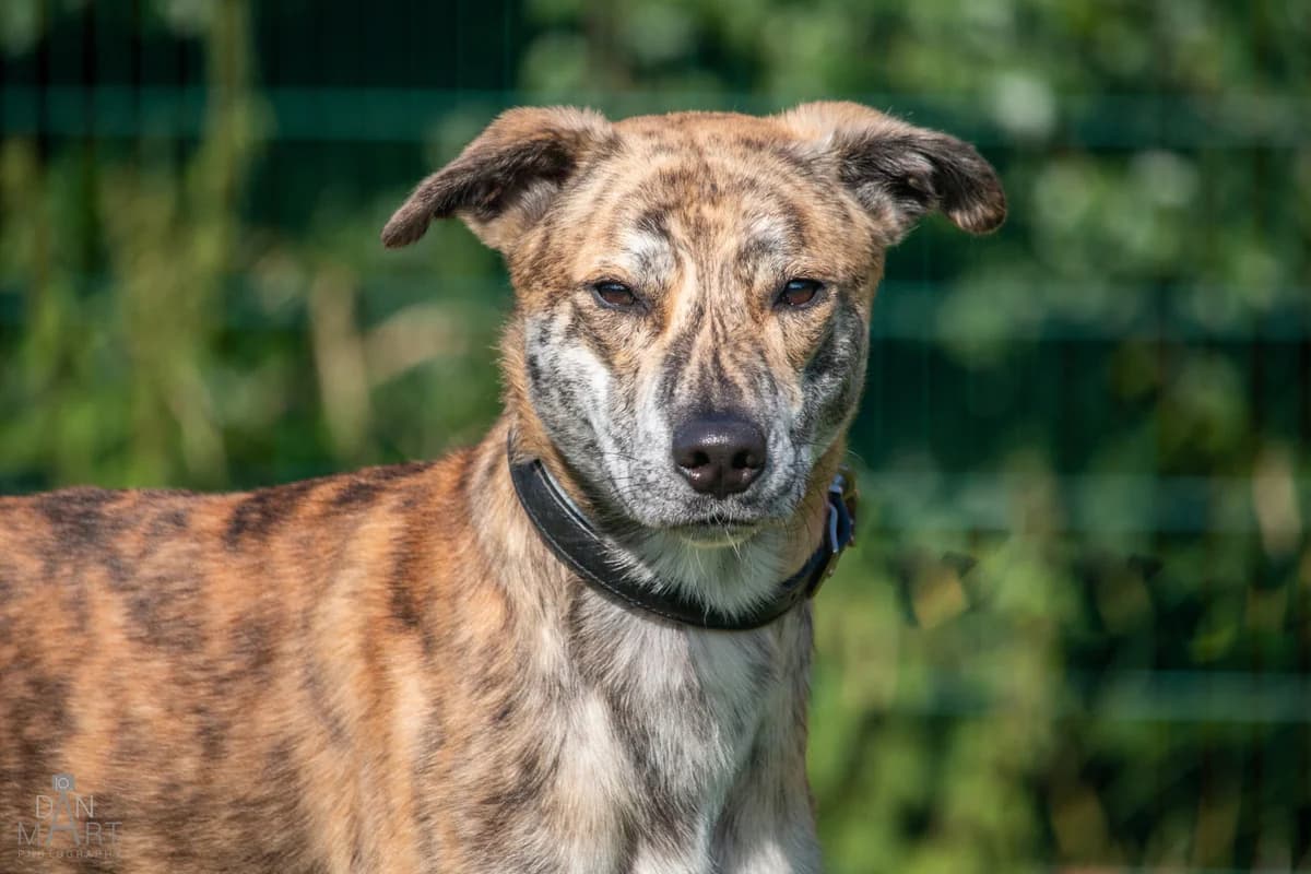 Bill, male young Mixed Breed for adoption at Ashbourne & District Animal Welfare Society