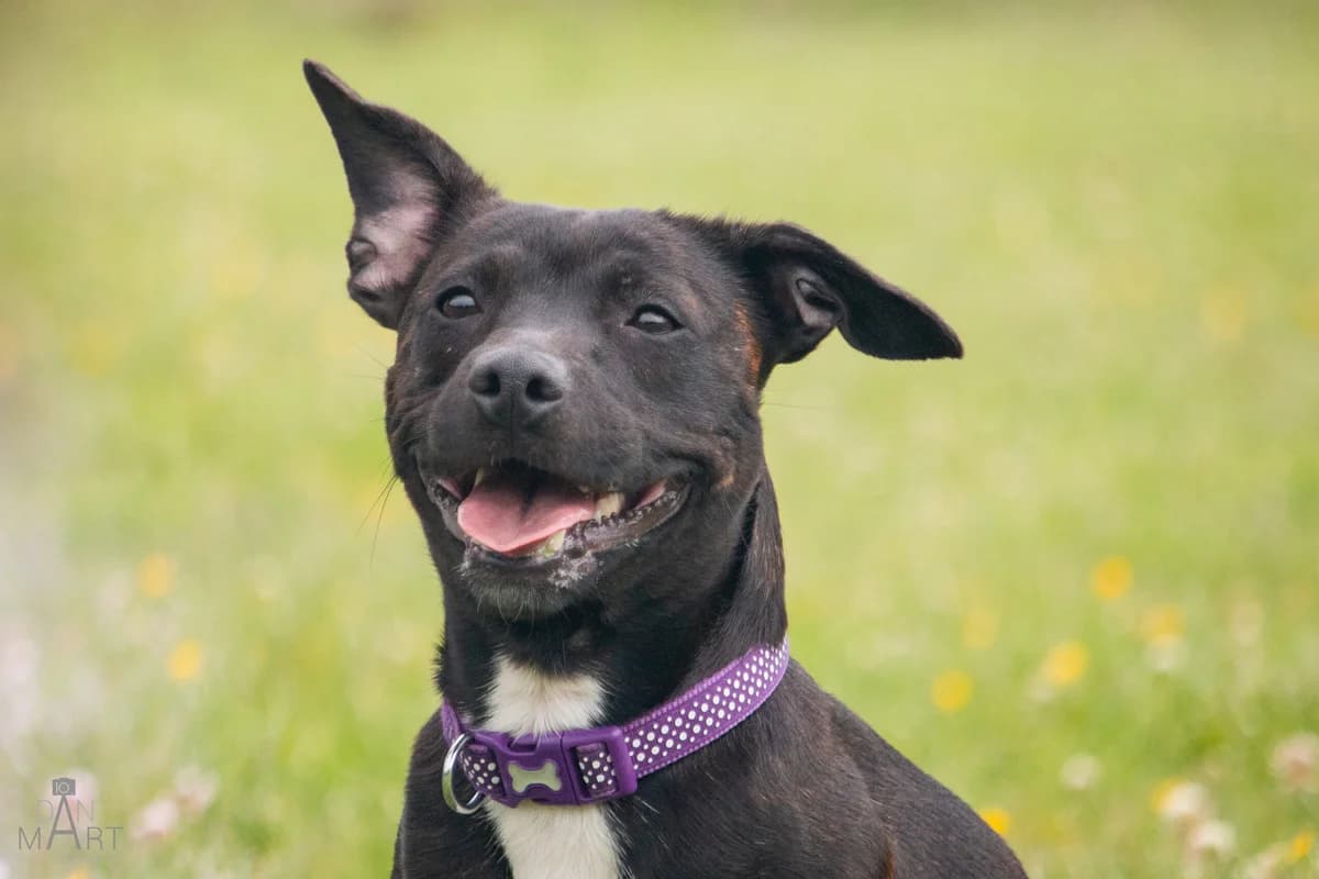 Bobbi, female Mixed Breed for adoption at Ashbourne & District Animal Welfare Society