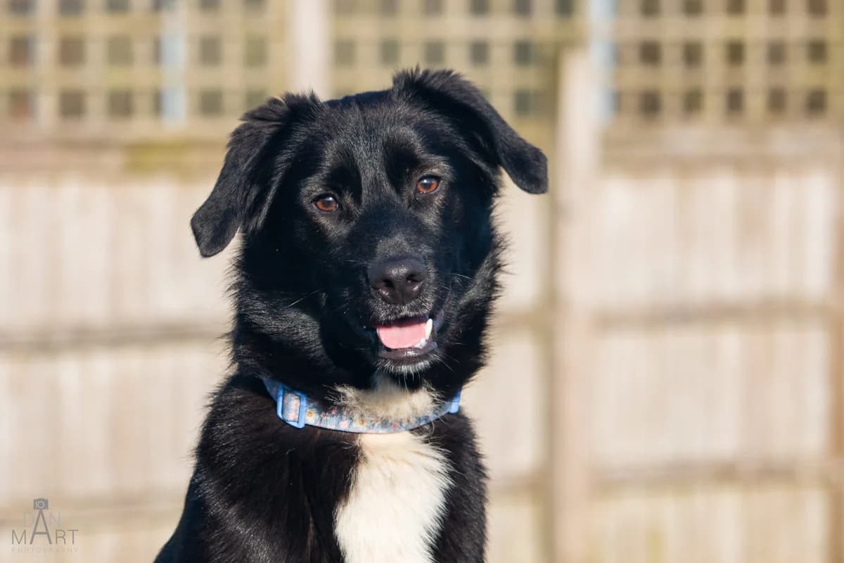 Joey, male puppy Mixed Breed for adoption at Ashbourne & District Animal Welfare Society
