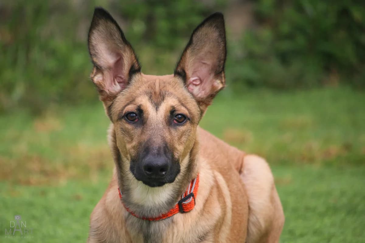 Odin, male puppy Mixed Breed for adoption at Ashbourne & District Animal Welfare Society
