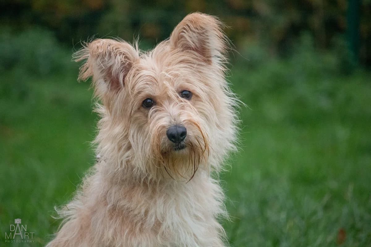 Pepper, female 3yo Mixed Breed for adoption at Ashbourne & District Animal Welfare Society