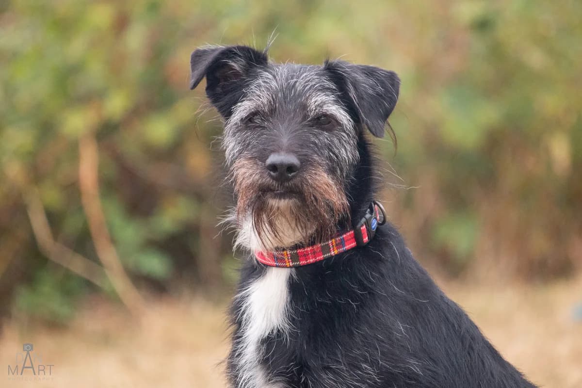 Reggie, male Mixed Breed for adoption at Ashbourne & District Animal Welfare Society
