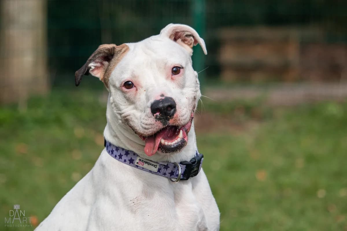 Stella, English Bulldog for adoption at Ashbourne & District Animal Welfare Society