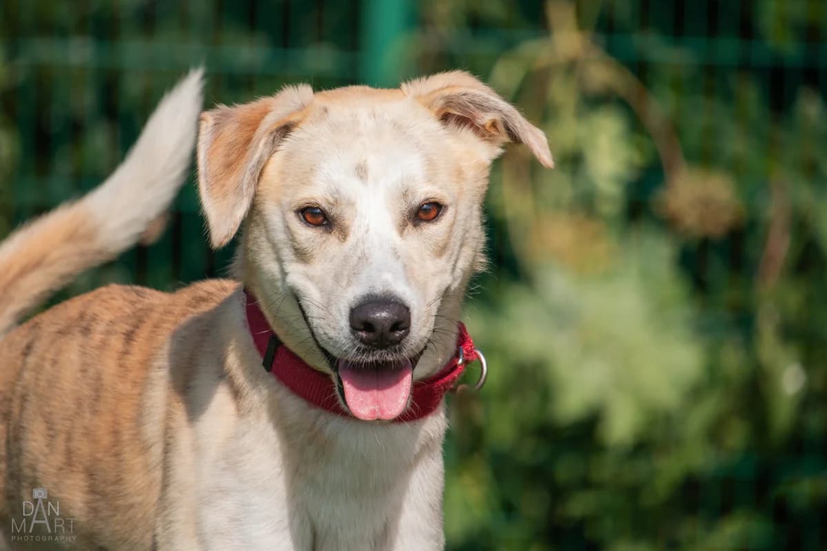 Ted, male young Mixed Breed for adoption at Ashbourne & District Animal Welfare Society