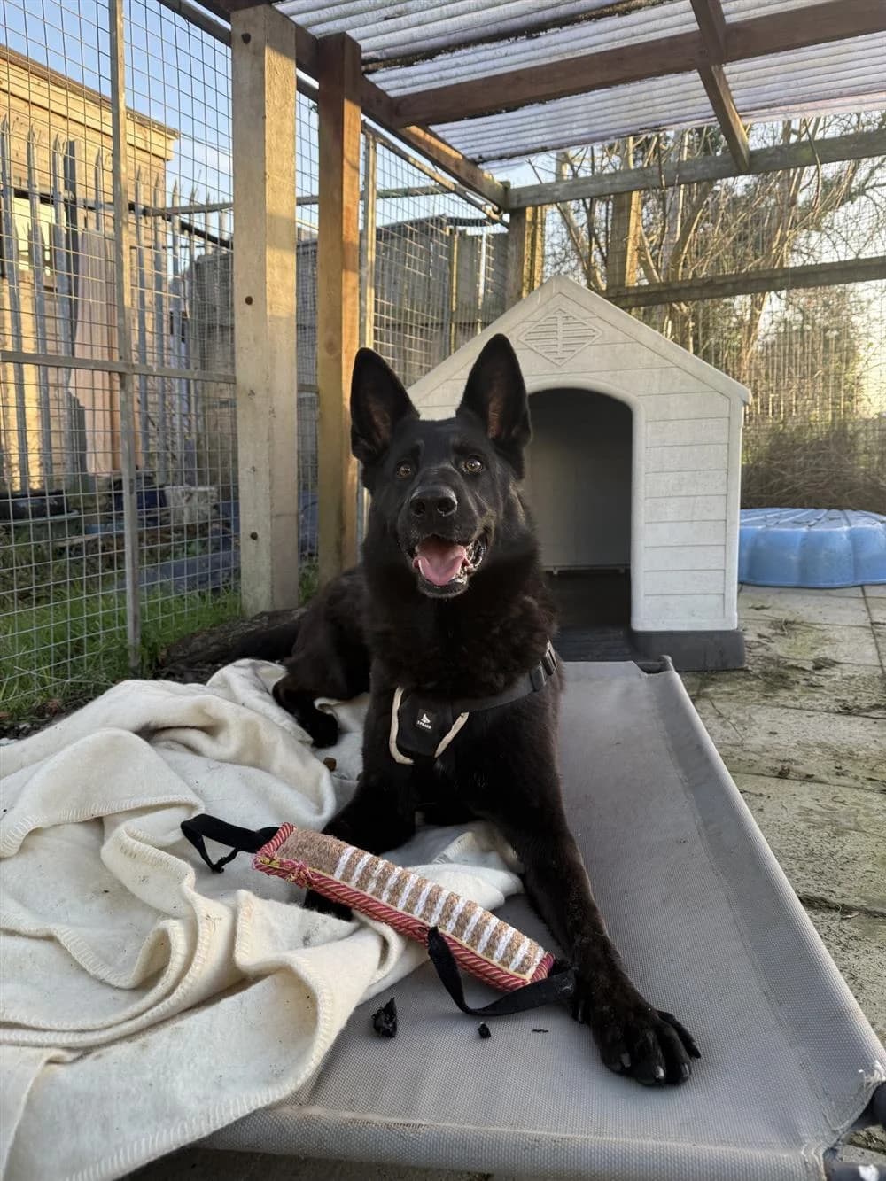Draco, puppy Mixed Breed for adoption at Assisi Animal Sanctuary