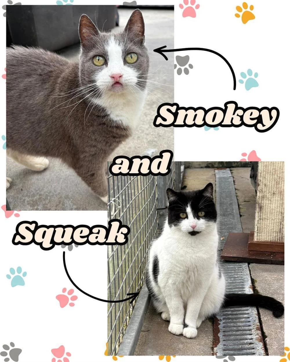 Smokey & Squeak, senior Mixed Breed for adoption at Assisi Animal Sanctuary