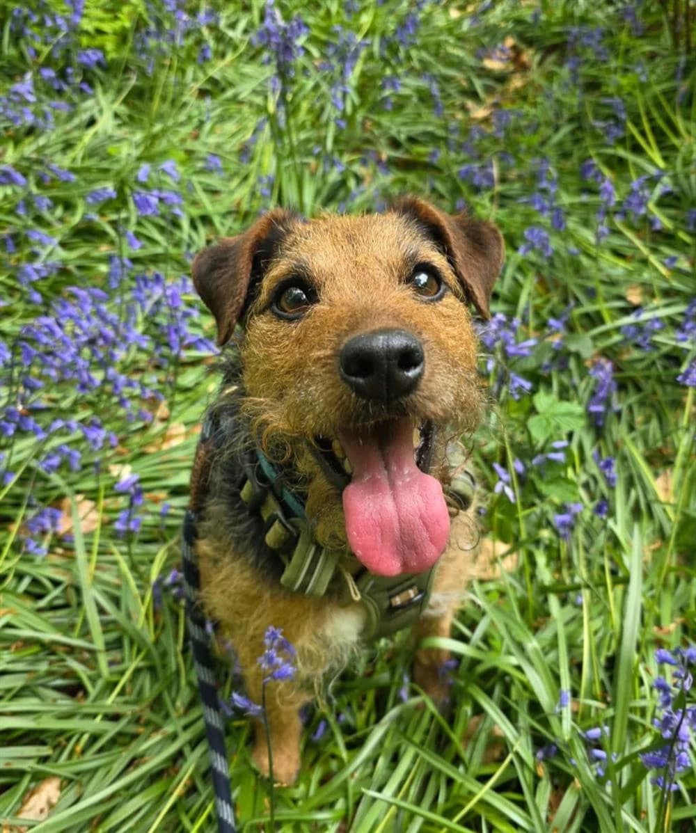 Eddie, Mixed Breed for adoption at Assisi Animal Sanctuary