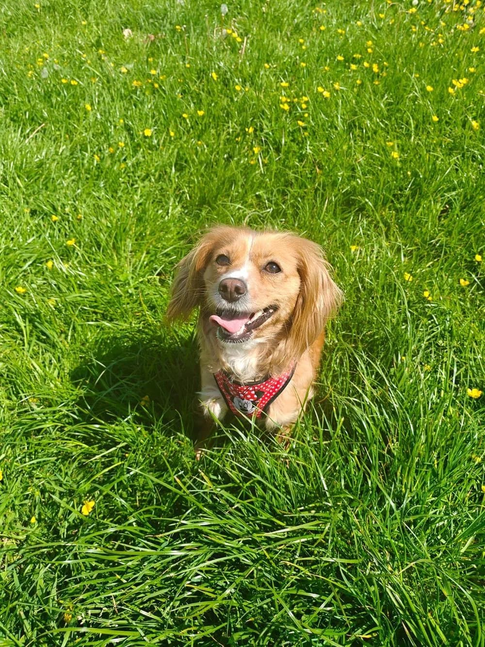 Nellie, 3yo Mixed Breed for adoption at Assisi Animal Sanctuary