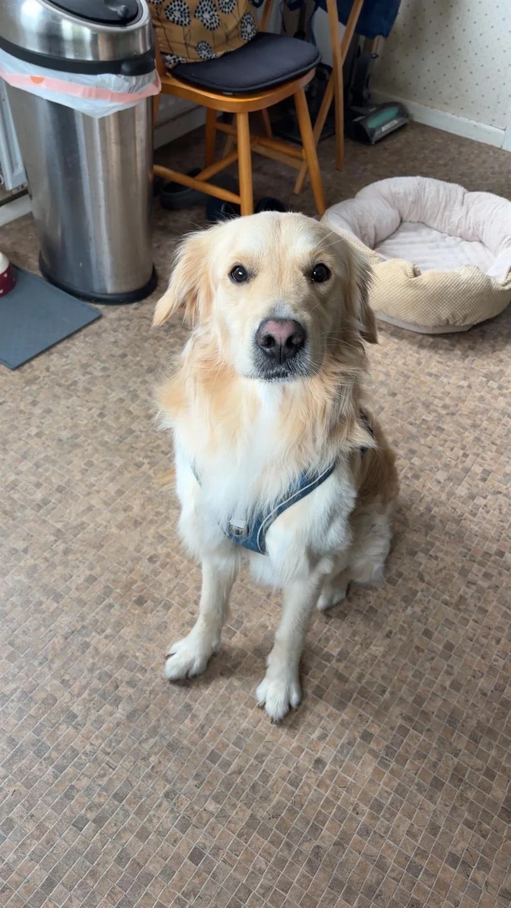 Frankie, young Mixed Breed for adoption at Assisi Animal Sanctuary
