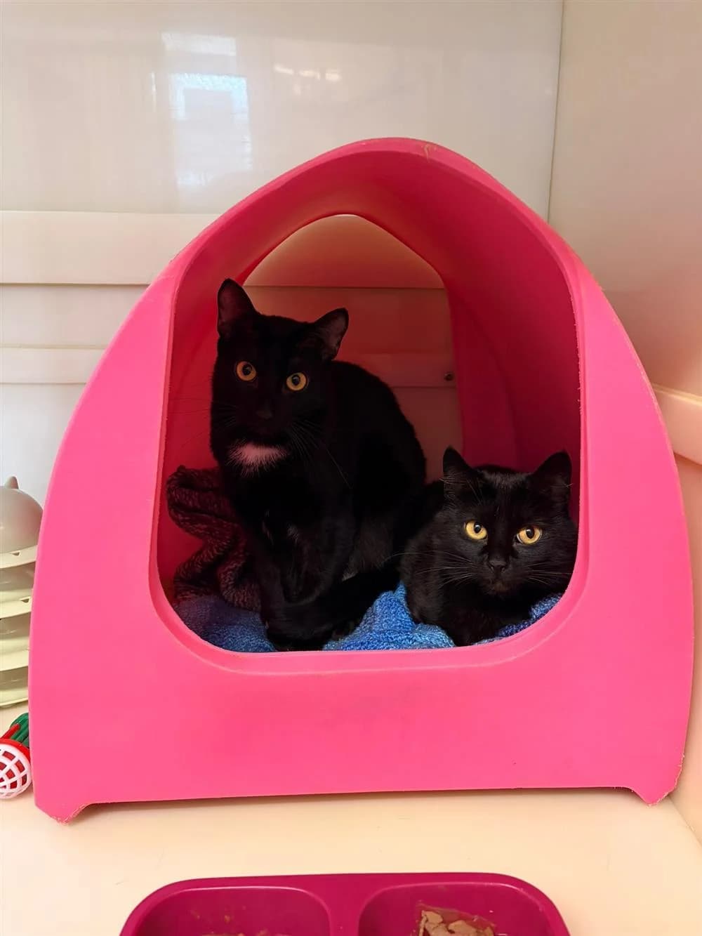 Midnight & Comet, young Mixed Breed for adoption at Assisi Animal Sanctuary