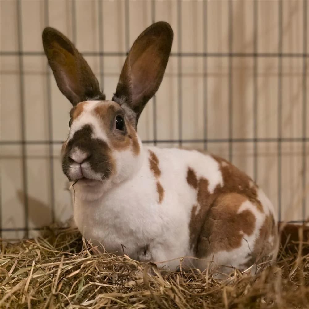 Hazel, male Mixed Breed for adoption at Assisi Animal Sanctuary
