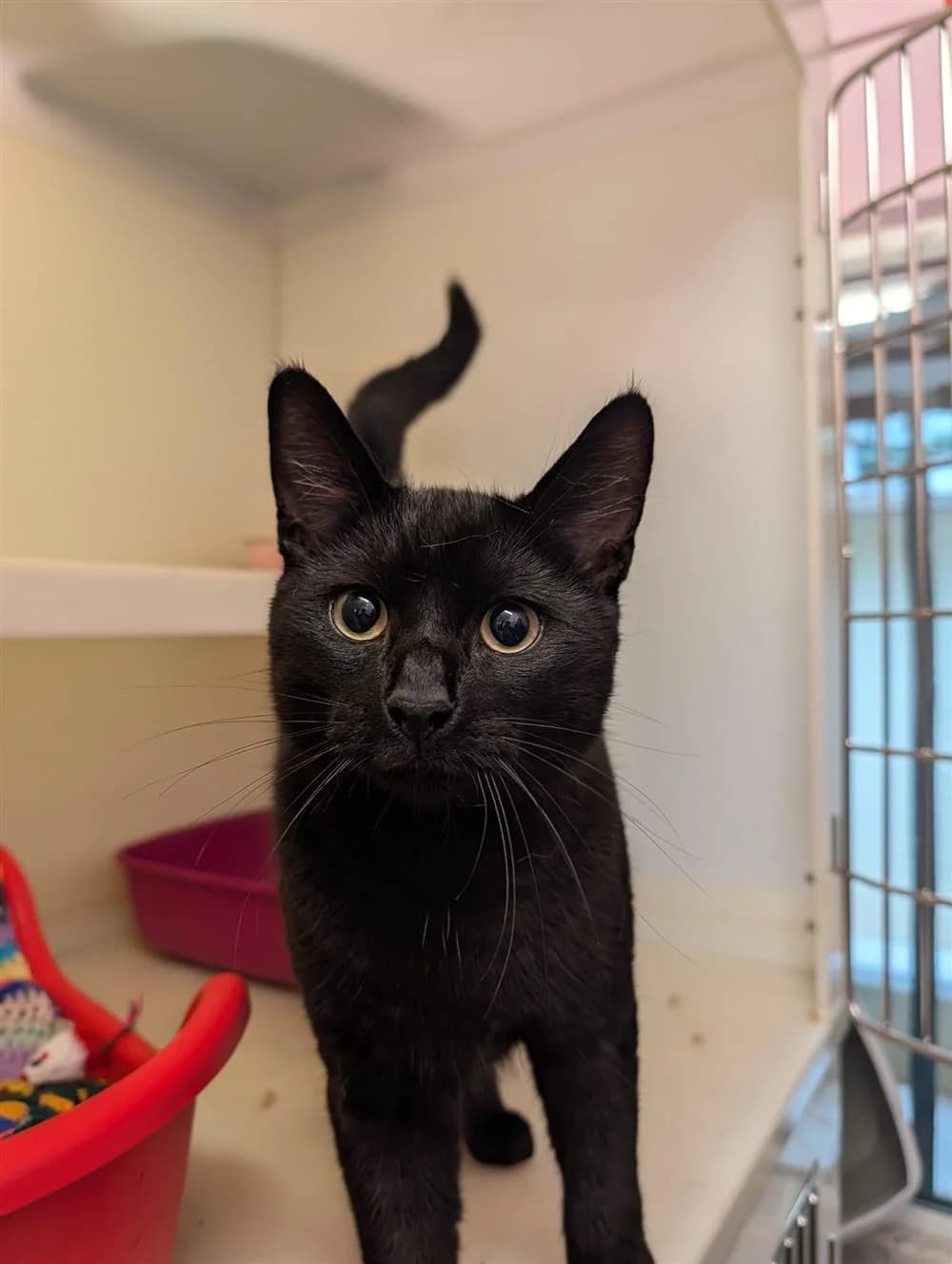 Noir, young Mixed Breed for adoption at Assisi Animal Sanctuary
