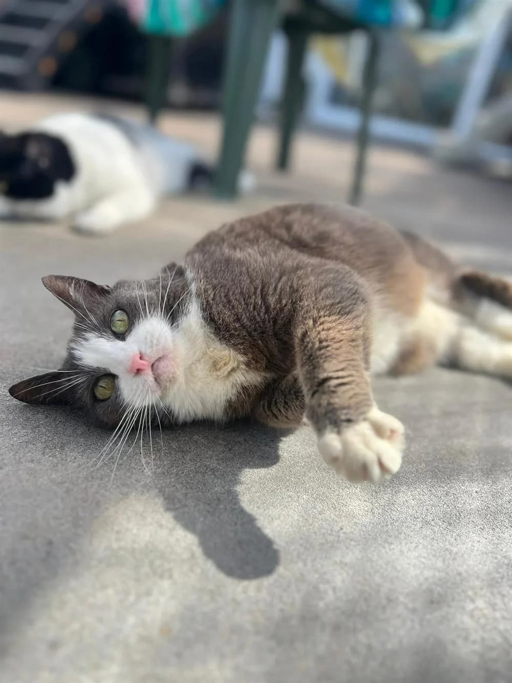 Smokey, senior Mixed Breed for adoption at Assisi Animal Sanctuary