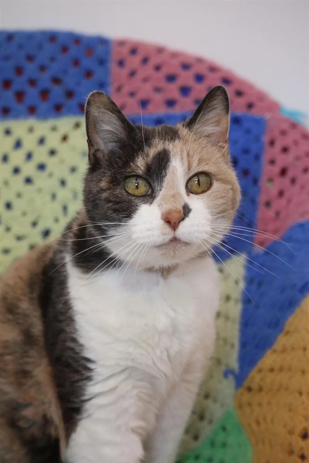 Smudge, senior Mixed Breed for adoption at Assisi Animal Sanctuary