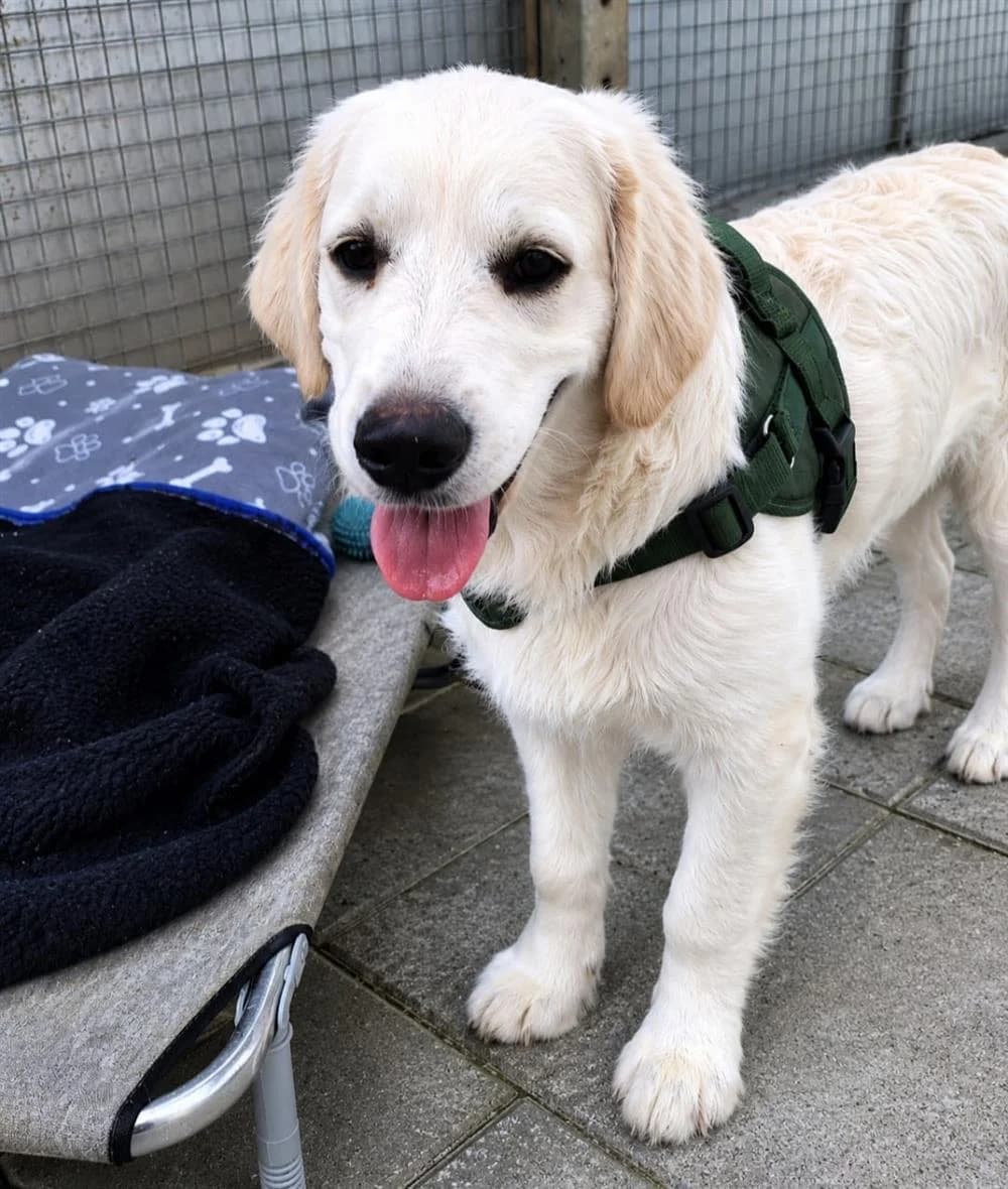 George, puppy Mixed Breed for adoption at Assisi Animal Sanctuary