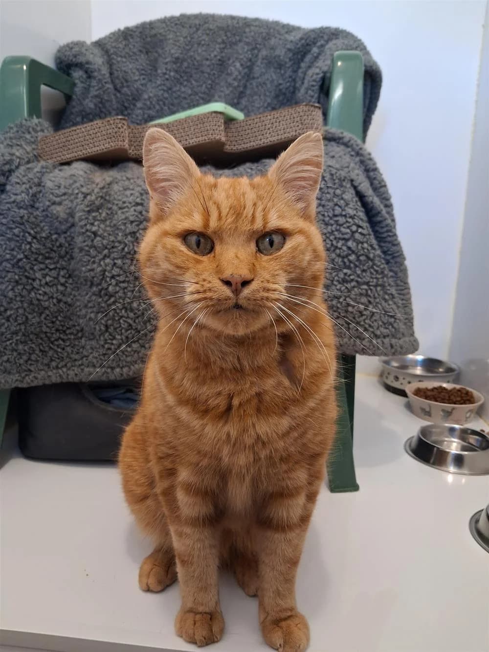 Amber, senior Mixed Breed for adoption at Assisi Animal Sanctuary