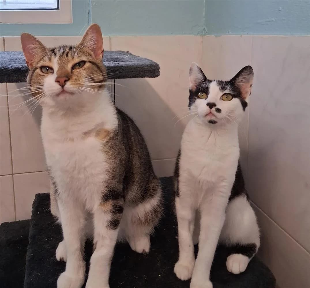 Homer & Lisa, puppy Mixed Breed for adoption at Assisi Animal Sanctuary
