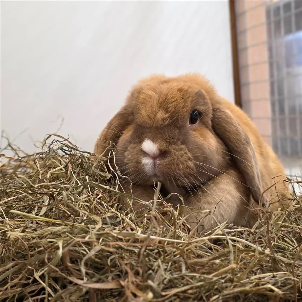 Honey, Mixed Breed for adoption at Assisi Animal Sanctuary