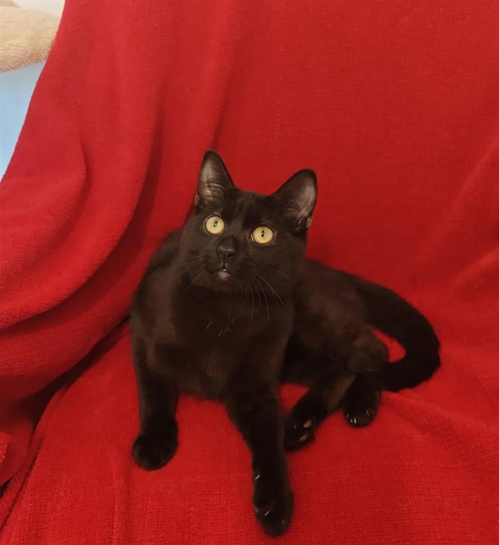 Loki, puppy Mixed Breed for adoption at Assisi Animal Sanctuary
