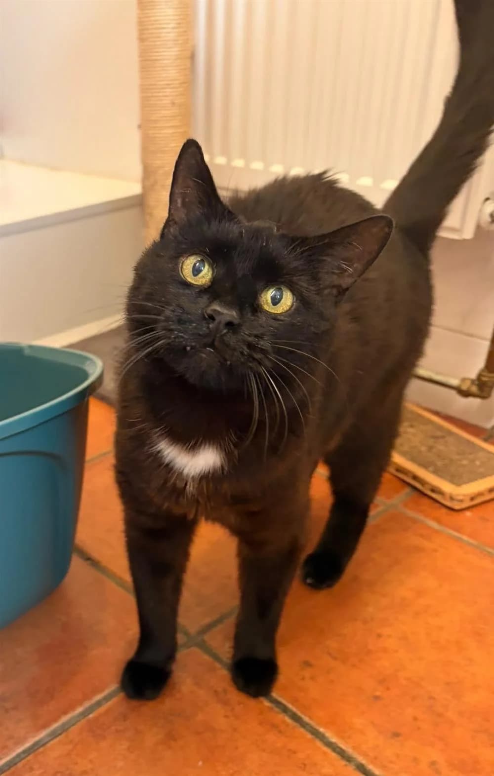 Seamus, senior Mixed Breed for adoption at Assisi Animal Sanctuary