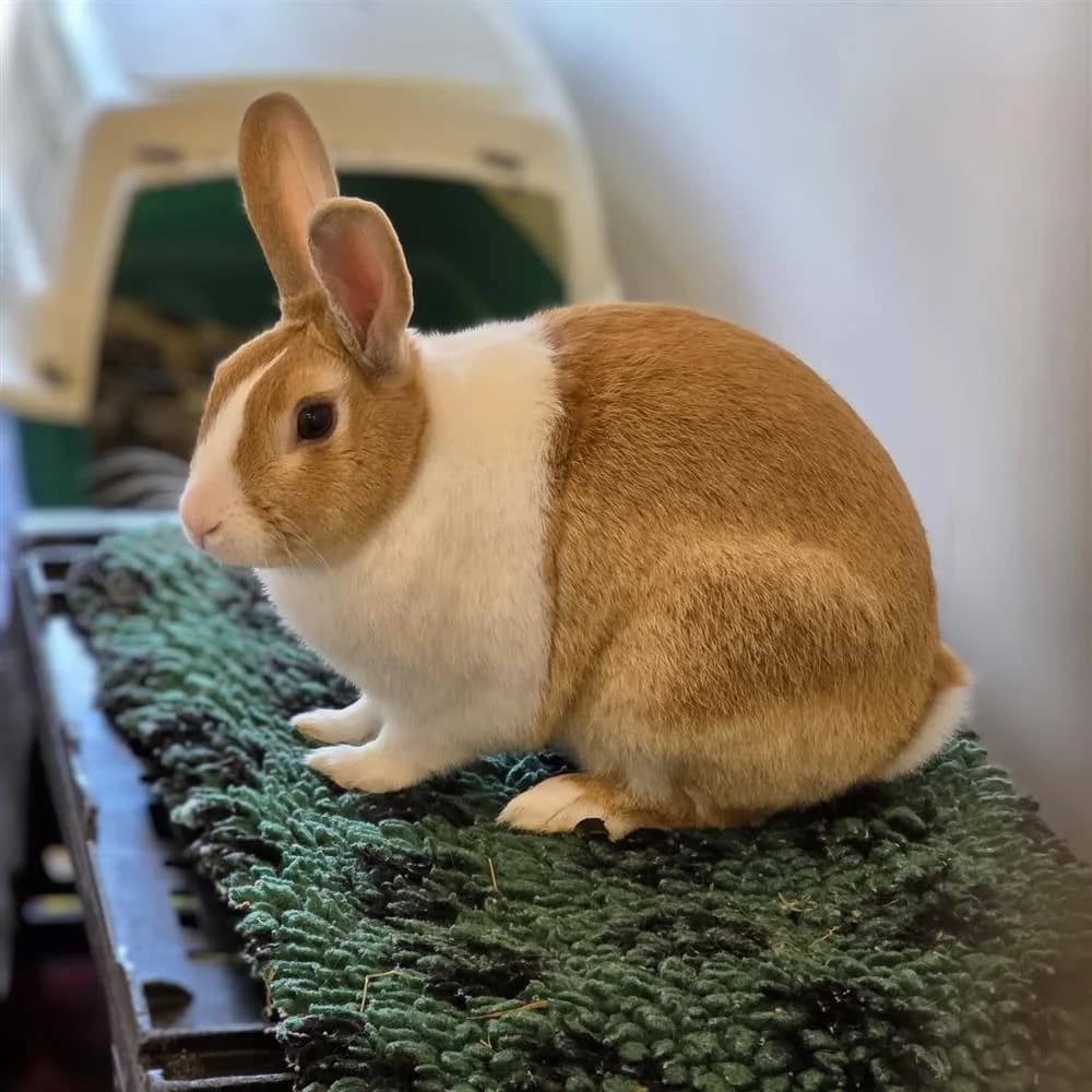 Biscuit, Mixed Breed for adoption at Assisi Animal Sanctuary