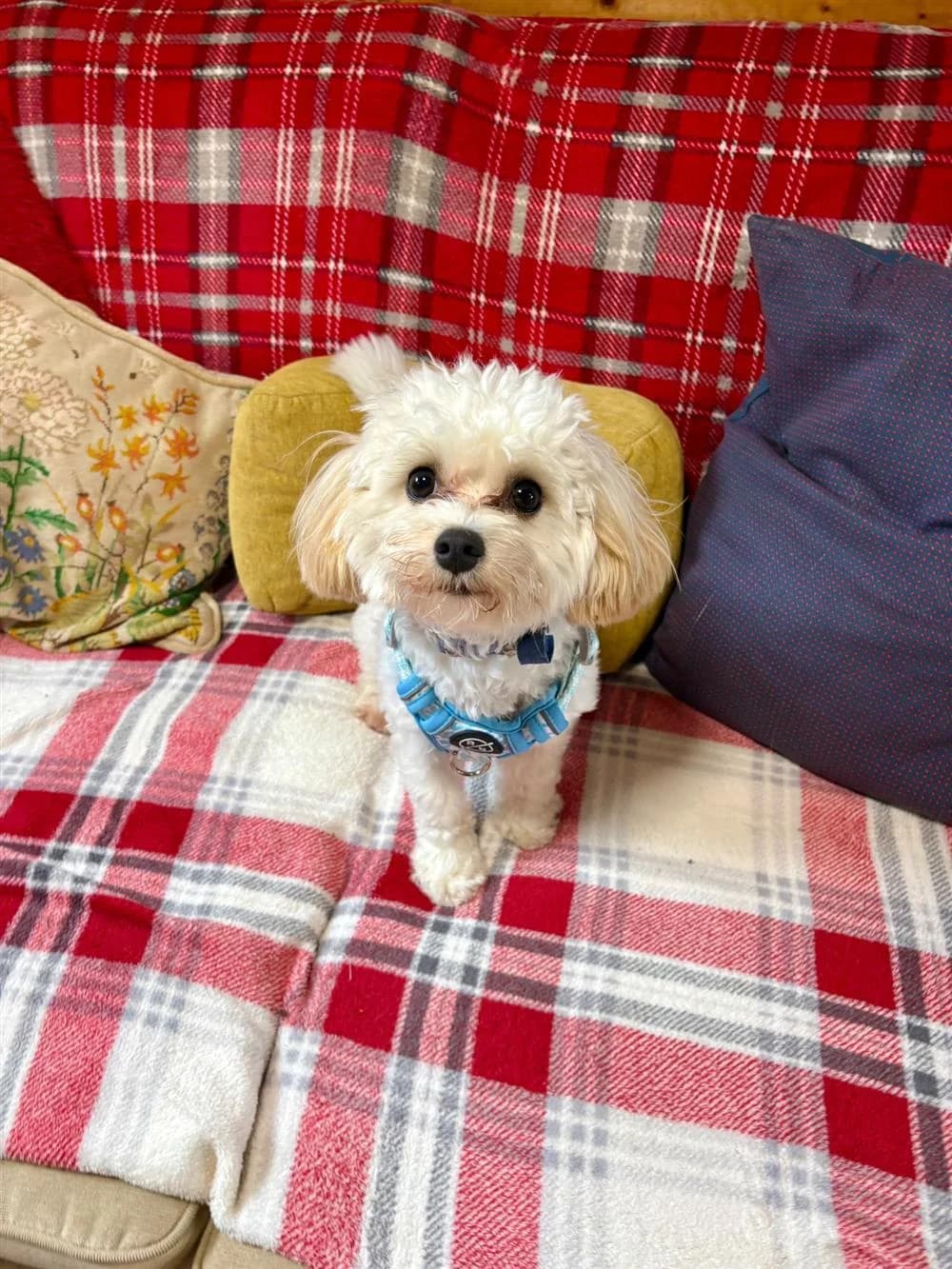 Teddy, puppy Mixed Breed for adoption at Assisi Animal Sanctuary
