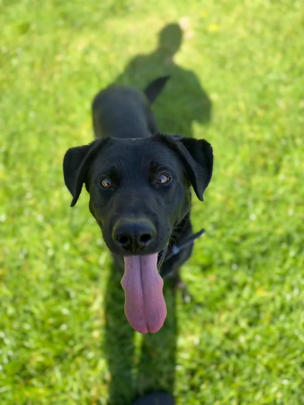 Rocky, 6yo Mixed Breed for adoption at Assisi Animal Sanctuary