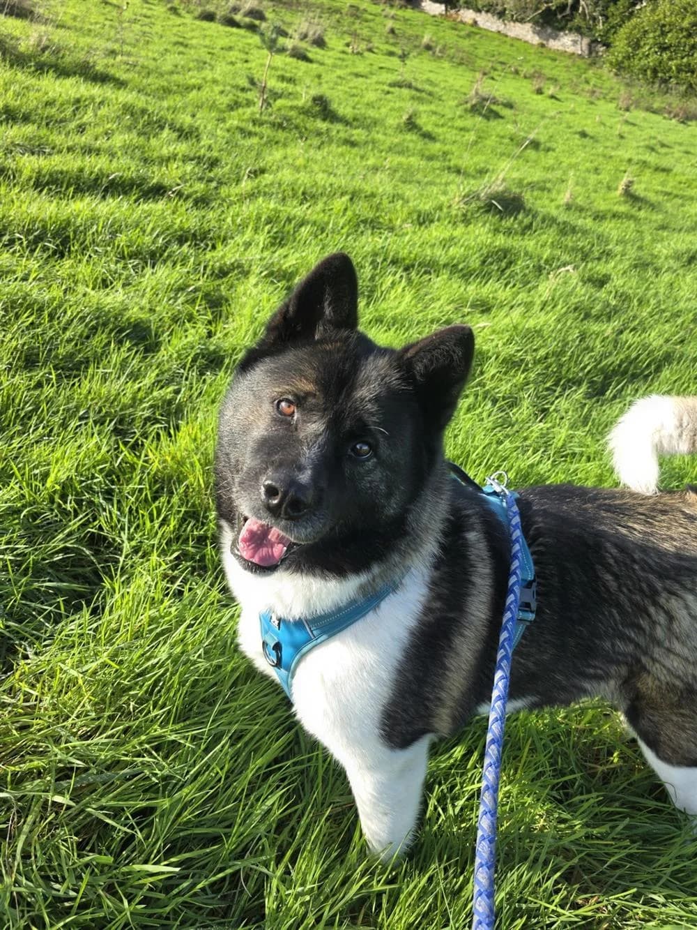 Bella A, female Mixed Breed for adoption at Assisi Animal Sanctuary, Newtownabbey