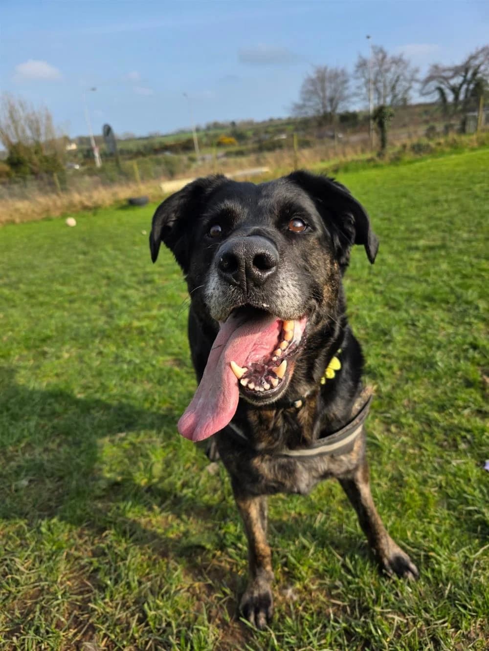 Big Max, male Mixed Breed for adoption at Assisi Animal Sanctuary, Newtownabbey