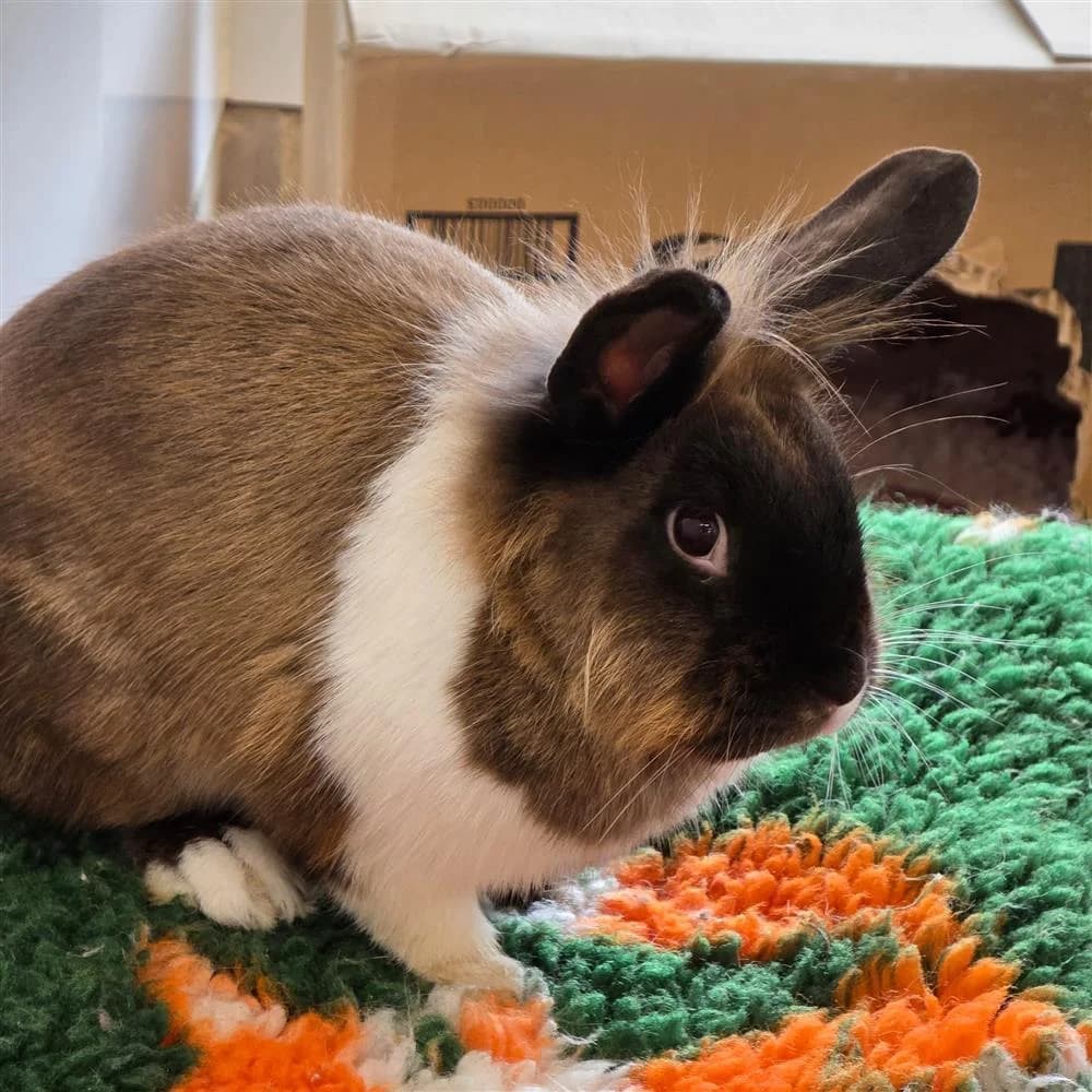 Bluebell, Mixed Breed for adoption at Assisi Animal Sanctuary, Newtownabbey