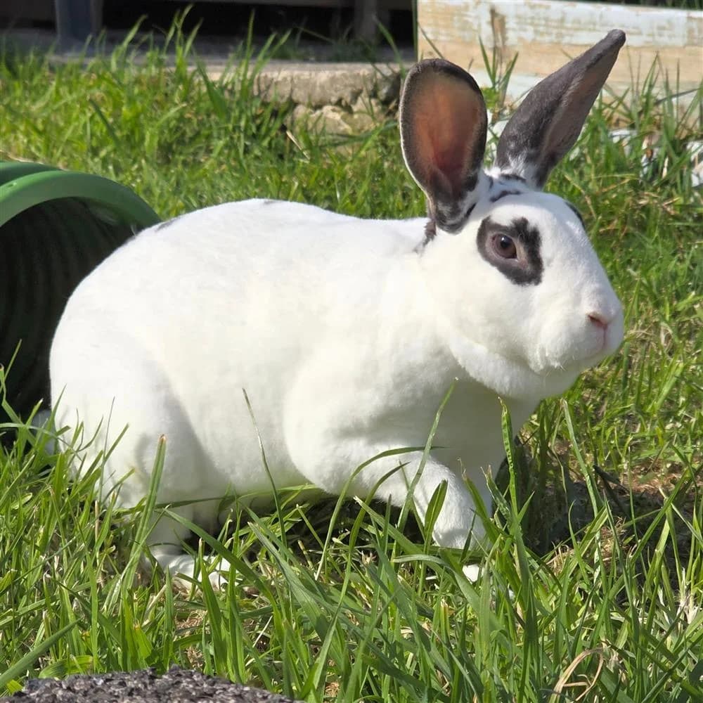Charlie, male Mixed Breed for adoption at Assisi Animal Sanctuary, Newtownabbey