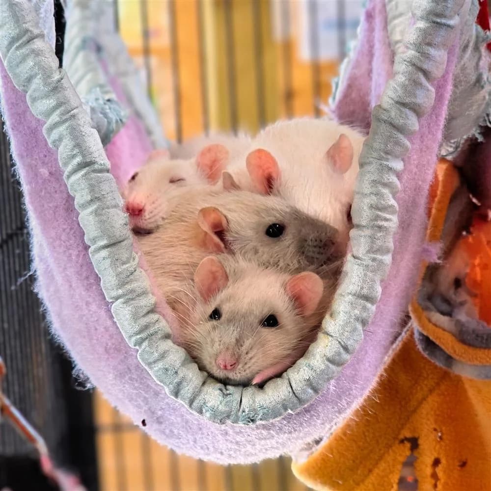 Chipotle, Basil, Kale, Fennel, Chili & Ginger, Mixed Breed for adoption at Assisi Animal Sanctuary, Newtownabbey