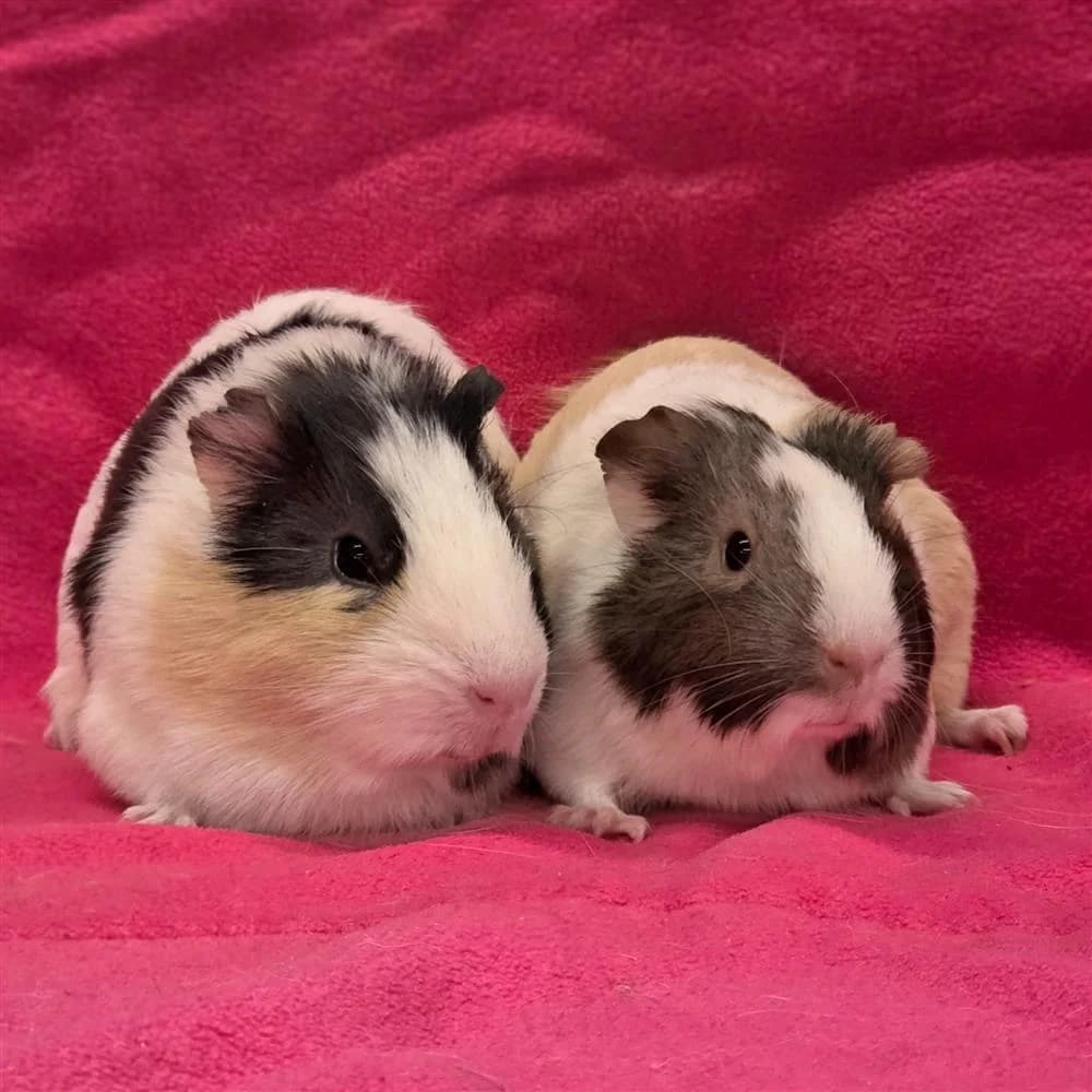 Munch & Beans, Mixed Breed for adoption at Assisi Animal Sanctuary, Newtownabbey