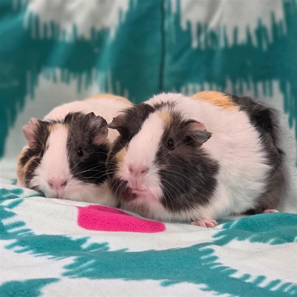 Pickles & Biscuit, Mixed Breed for adoption at Assisi Animal Sanctuary, Newtownabbey