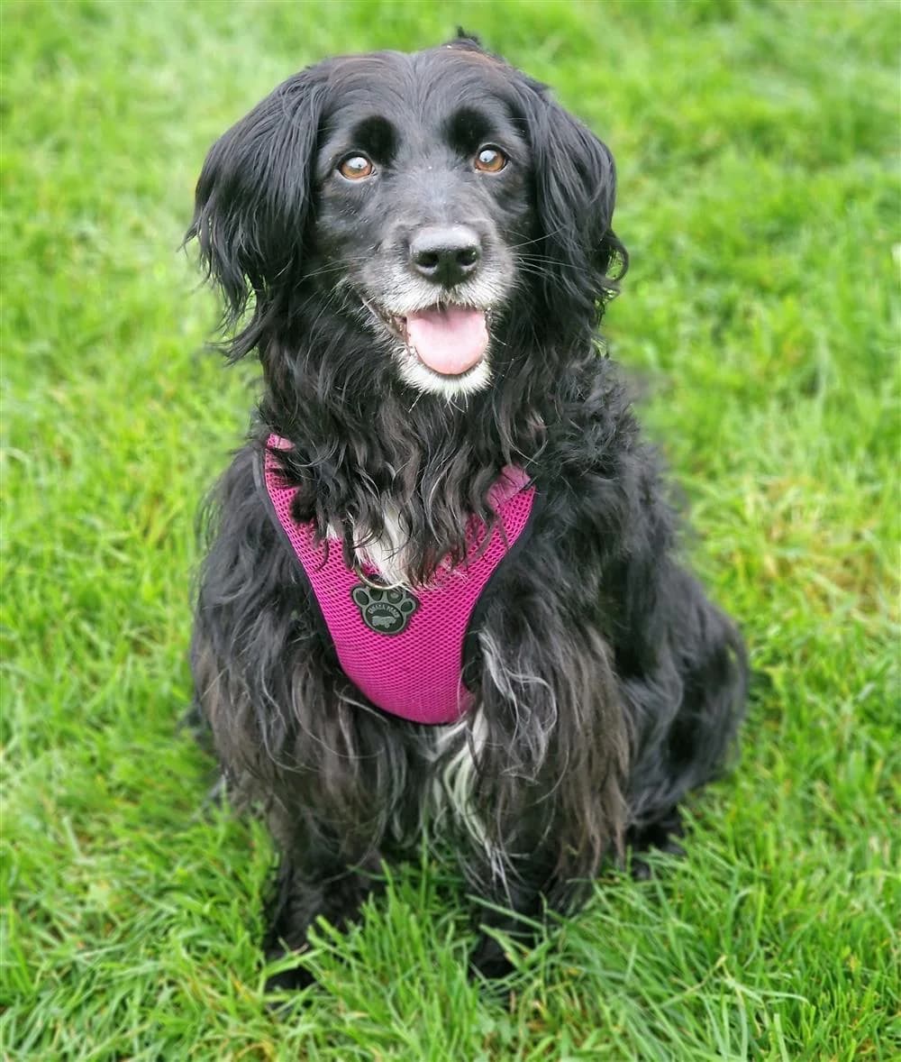 Popcorn, female Mixed Breed for adoption at Assisi Animal Sanctuary, Newtownabbey