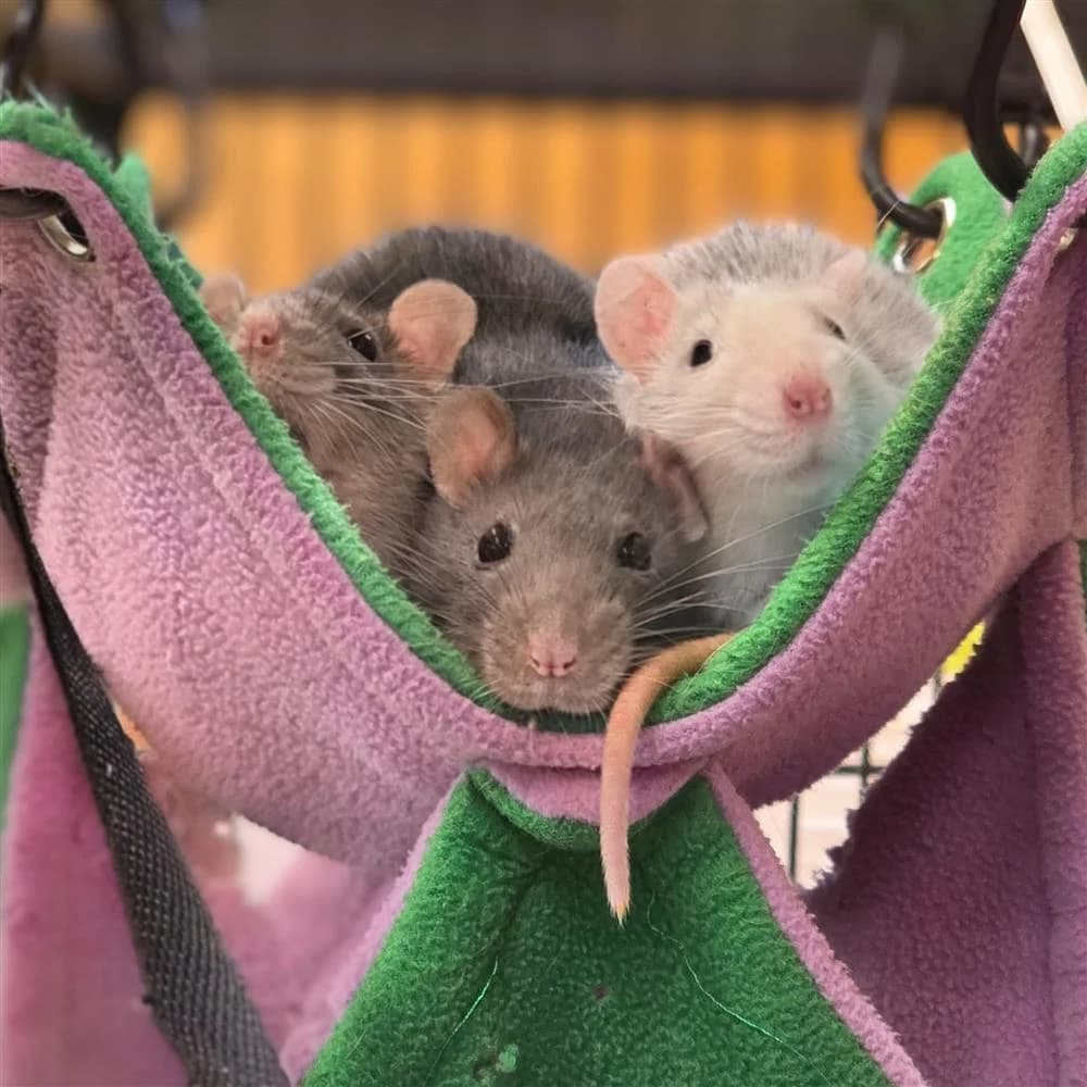 Spade, Diamond & Odds, female Mixed Breed for adoption at Assisi Animal Sanctuary, Newtownabbey