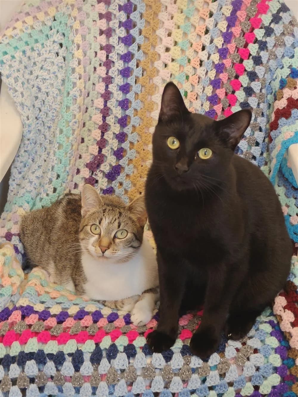 Willow & Tarot, male Mixed Breed for adoption at Assisi Animal Sanctuary, Newtownabbey