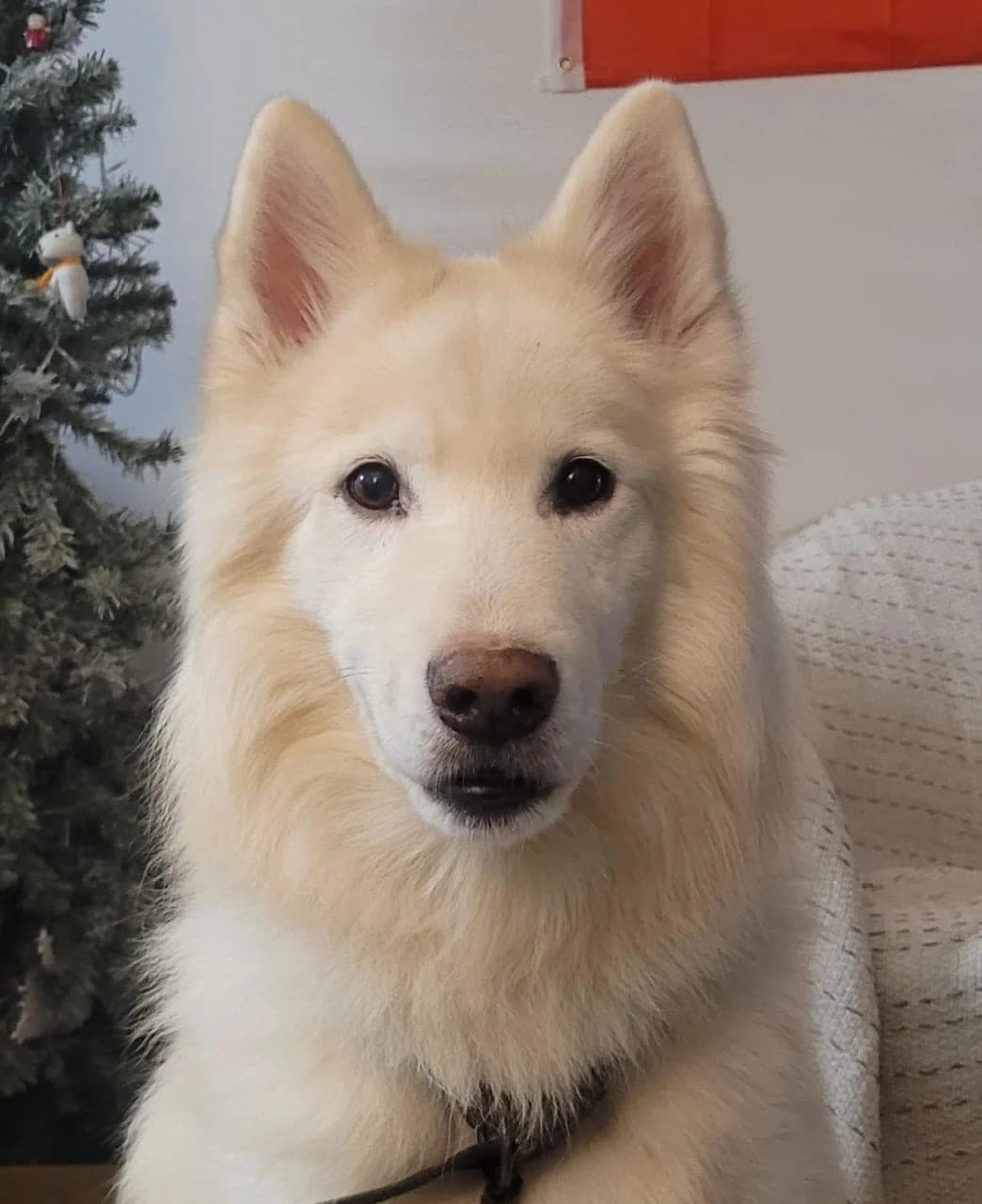 Ghost – GSD, male senior German Shepherd for adoption at Auras Dogs UK