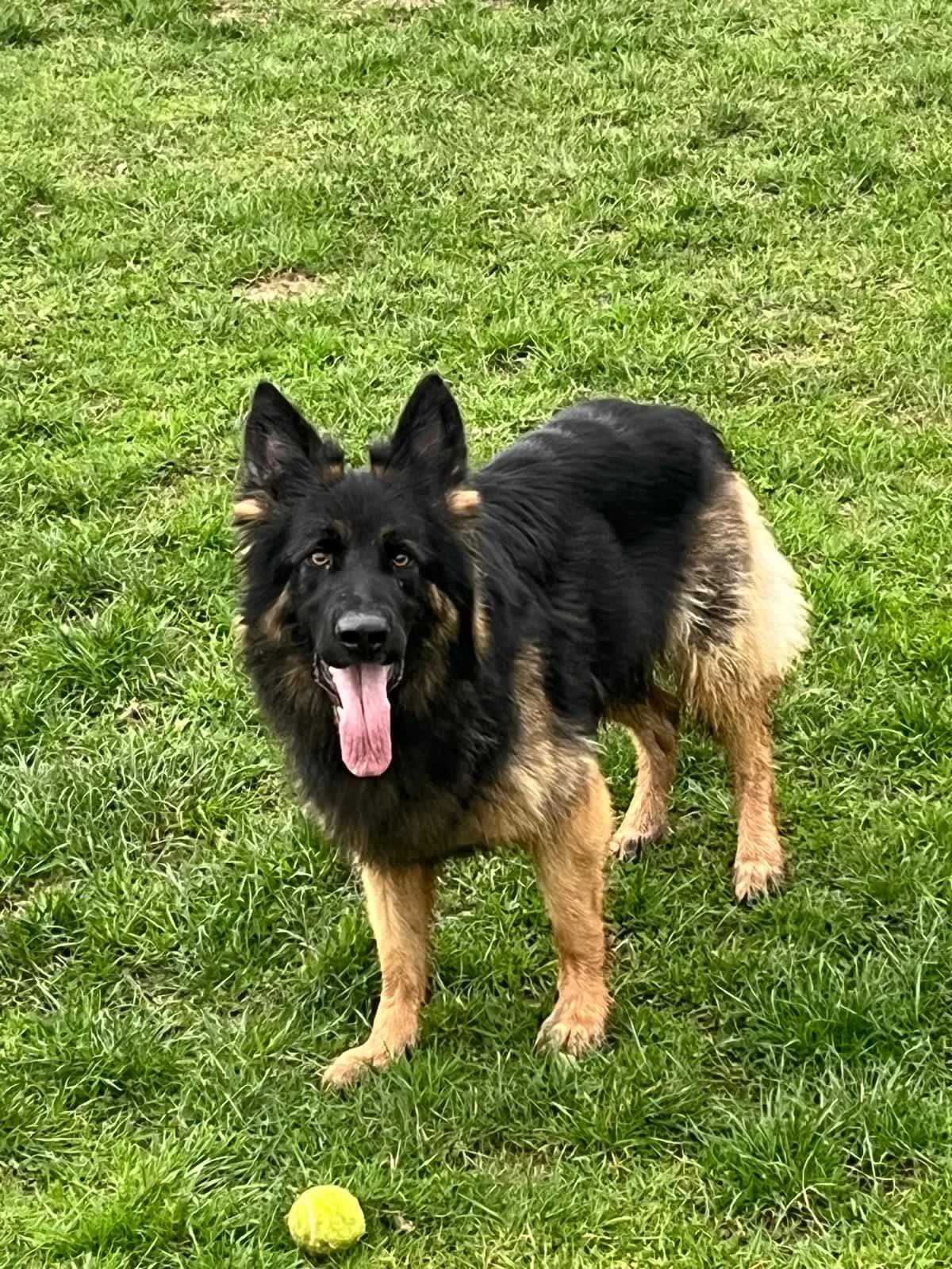 Lily, female German Shepherd for adoption at Auras Dogs UK