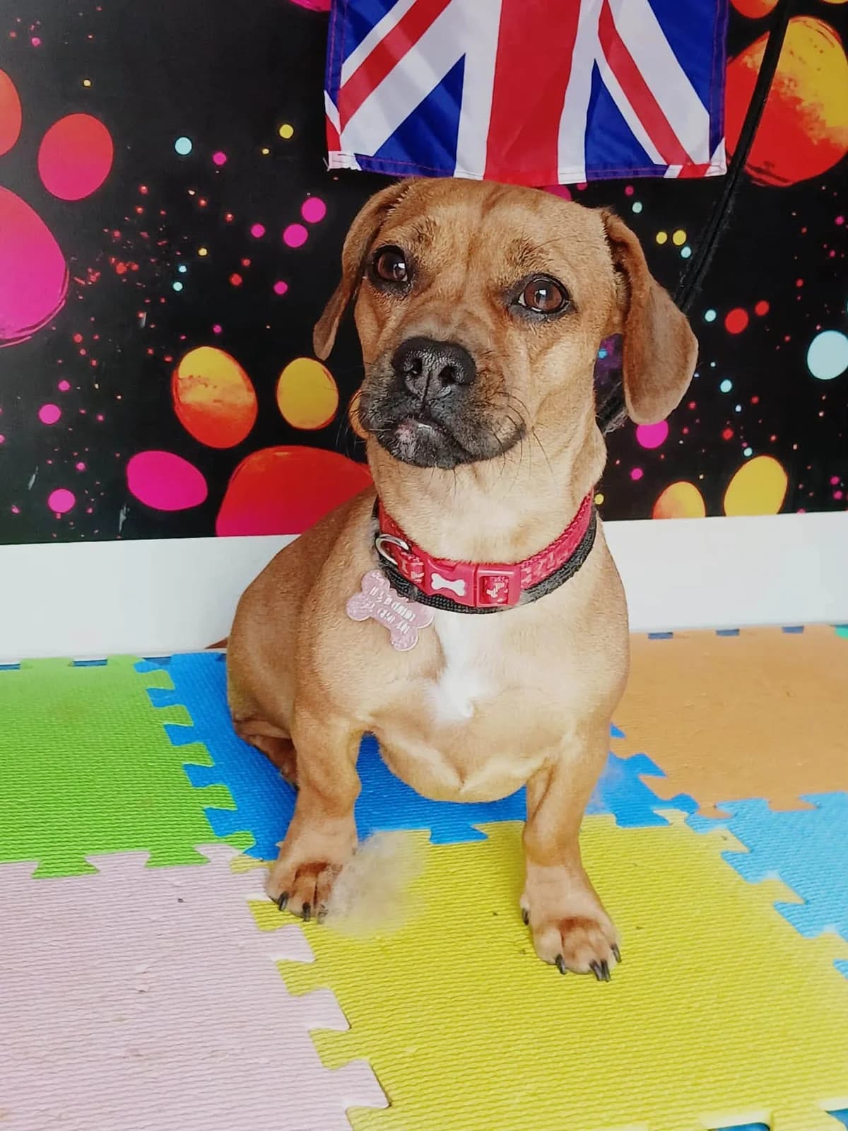 Luna 🌙, female Dachshund for adoption at Auras Dogs UK